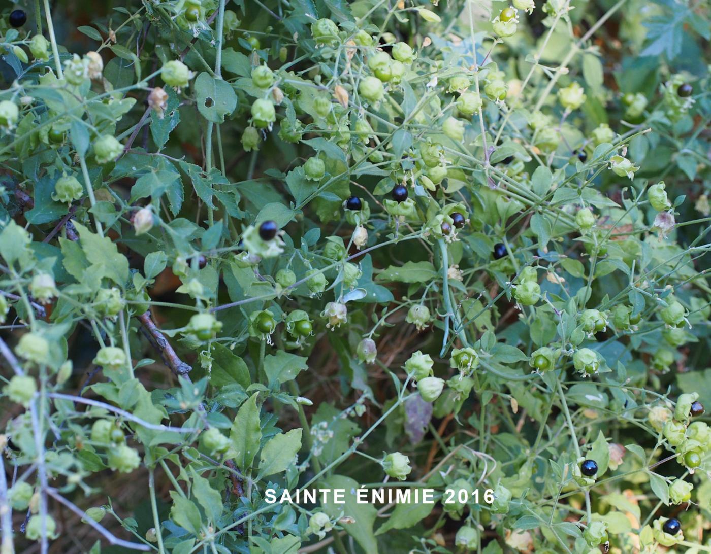 Catchfly, Berry plant